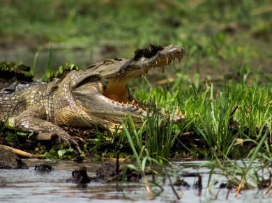 wycieczka do PARK NARODOWY MURCHISON FALLS