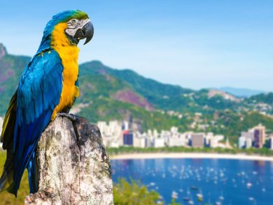 wycieczka do Rio de Janeiro