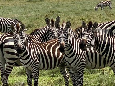 Safarii z Prestige Tours