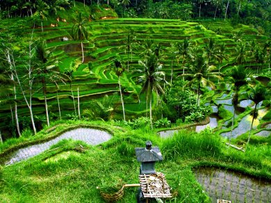 Bali zwiedzanie