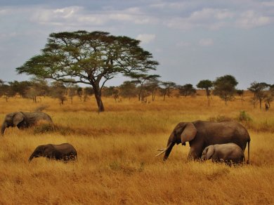zwiedzanie Parku Serengeti