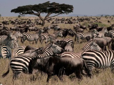 safari w Serengeti