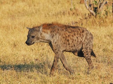 wycieczka do Botswany z Prestige Tours