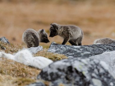Arktyka rejs Spitsbergen