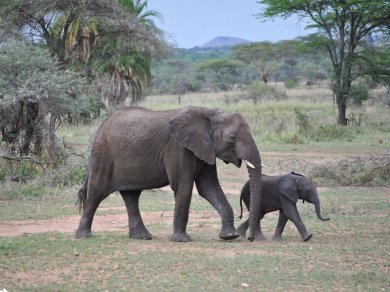 safari w Afryce
