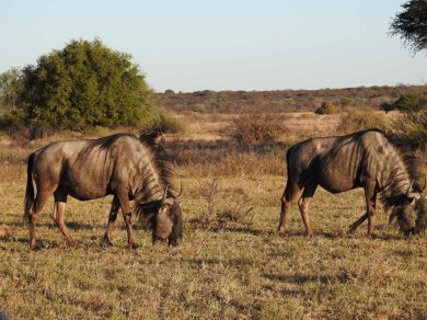 SAFARI W REZERWACIE MOREMI