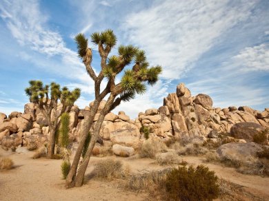 Wycieczka do Parku Narodowego USA - Joshua Tree
