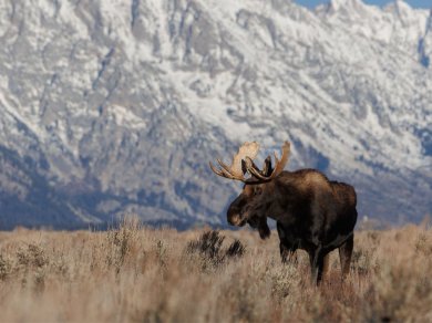Grand Teton