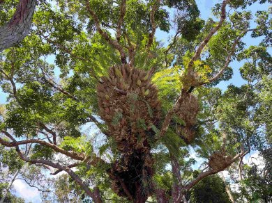 cairns australia wycieczka objazdowka drzewa
