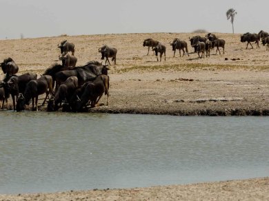 MAKGADIKGADI PANS