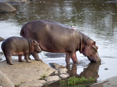 Safari z Prestige Tours