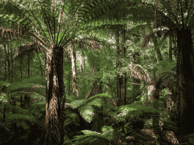 wycieczka do Australii z Tasmanią z Prestige Tours