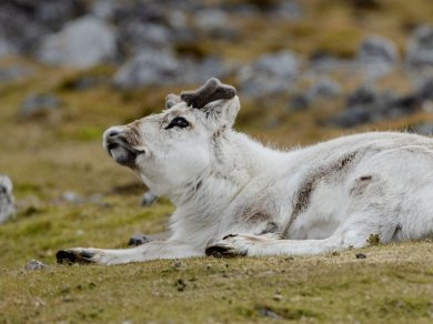 Arktyka rejs Spitsbergen