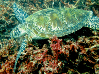 wielka rafa koralowa Australia wycieczka zolw morski snorkling