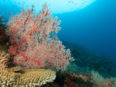 Cenderawasih Bay rejs z Prestige Tours