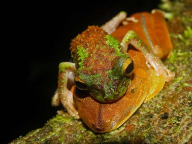 Amazonia las  tropikalny - wycieczka Prestige Tours
