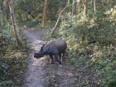wycieczka do Parku Narodowego CHITWAN