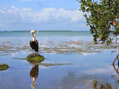 wycieczka do Parku Narodowego Everglades