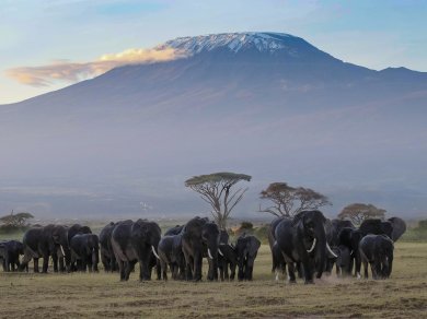 podziwianie góry Kilimandżaro