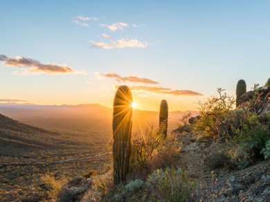 Saguaro NP wycieczka Prestige Tours
