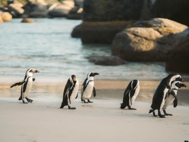 wycieczka do RPA, Lesotho, Suazi i Mozambiku z Prestige Tours