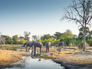 Moremi wycieczka Prestige Tours