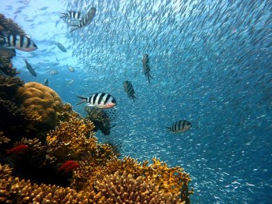 odkrywanie rafy koralowej na Zanzibarze