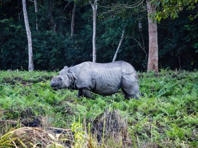 Park Narodowy CHITWAN zwiedzanie z Prestige Tours