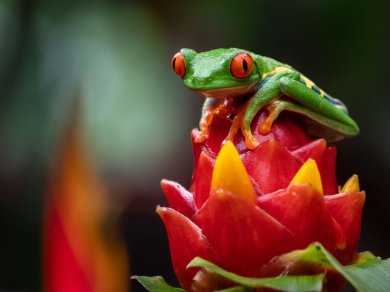 wycieczka Kostaryka Park Narodowy  Monteverde