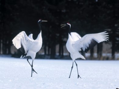 żurawie Japonia
