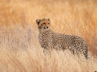 wycieczka do RPA, Lesotho, Suazi i Mozambiku z Prestige Tours