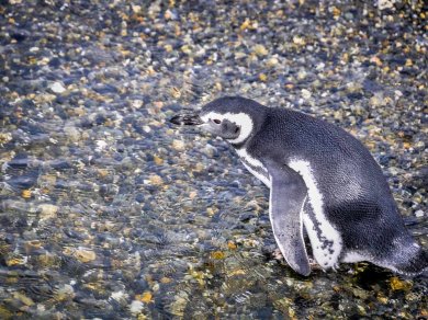 KANAŁ BEAGLE wycieczka z Prestige Tours