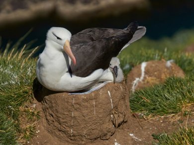 FALKLANDY – WEST POINT ISLAND, SAUNDERS ISLAND rejs Prestige Tours