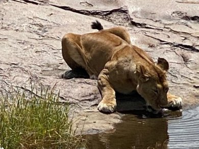 Safarii z Prestige Tours