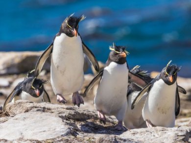 FALKLANDY – WEST POINT ISLAND, SAUNDERS ISLAND rejs Prestige Tours