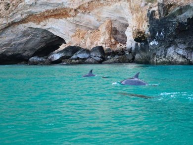 delfiny Sokotra