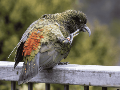 wycieczka do Nowej Zelandii z Prestige Tours