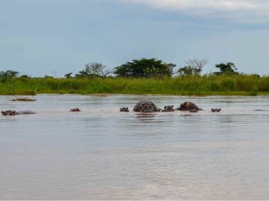 BURUNDI - RUSIZI NATIONAL PARK