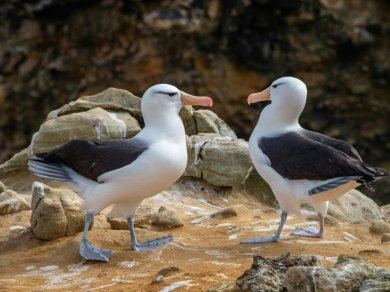 FALKLANDY – WEST POINT ISLAND, SAUNDERS ISLAND rejs Prestige Tours