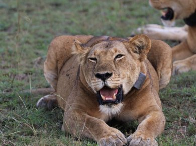 SAFARI W QUEEN ELIZABETH NATIONAL PARK