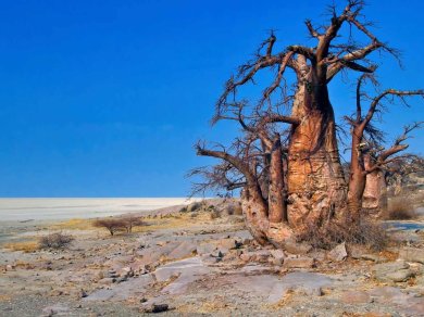 MAKGADIKGADI PANS
