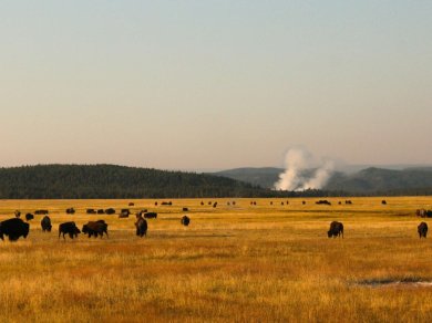 Yellowstone zwiedzanie USA