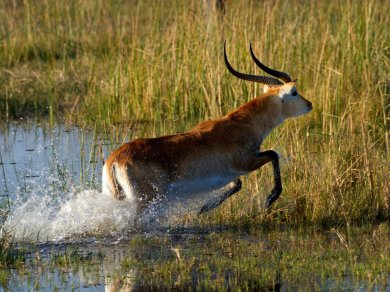 Delta Okawego Botswana wycieczka Prestige Tours