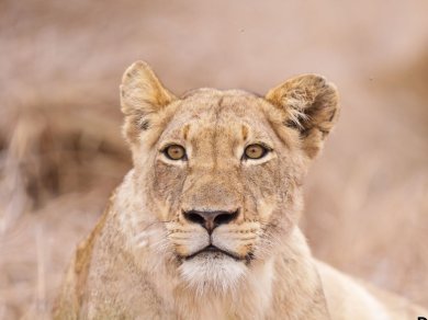 wycieczka do RPA, Lesotho, Suazi i Mozambiku z Prestige Tours
