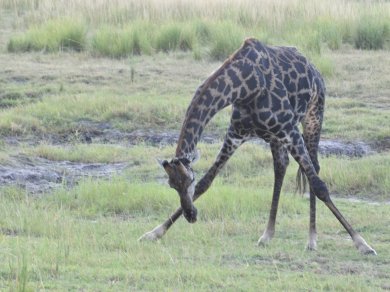 PARK NARODOWY CHOBE wycieczka Prestige Tours