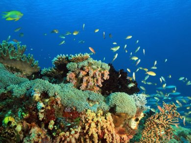raja  ampat wakacje