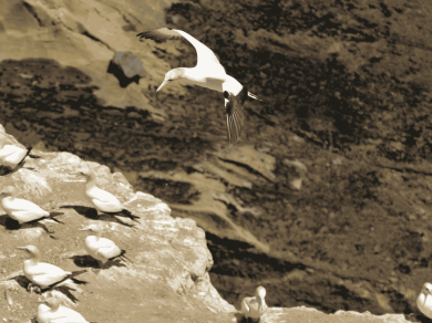 wycieczka do Nowej Zelandii z Prestige Tours