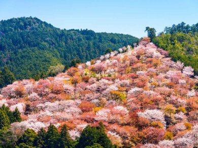 Nara - wycieczka Prestige Tours