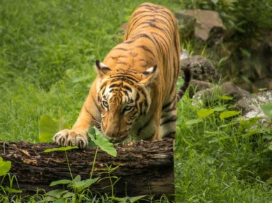 REJS DO SUNDERBANS