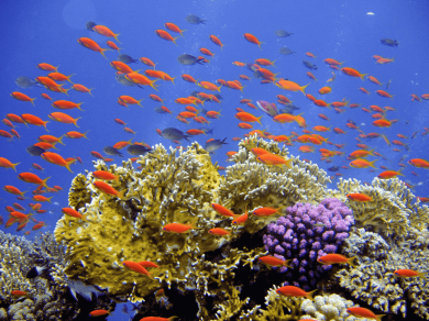 wycieczka do Australii z Tasmanią z Prestige Tours